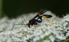 Exetastes suaveolens