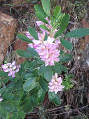 Indigofera cytisoides