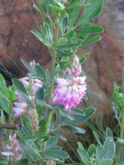 Indigofera cytisoides