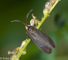 Acoloithus falsarius