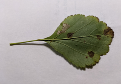 Crataegus margarettae