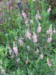 Indigofera cytisoides