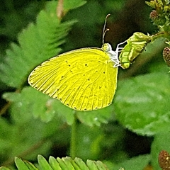 Eurema brigitta