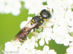 Ectemnius stirpicola