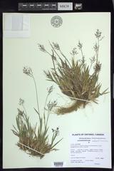 Dichanthelium columbianum