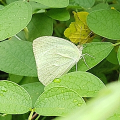 Catopsilia pyranthe