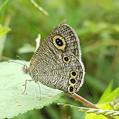 Ypthima huebneri