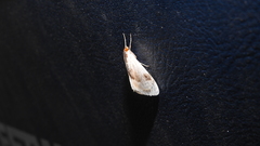 Cliniodes ostreonalis