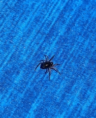 Steatoda bipunctata