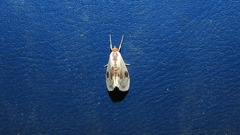 Cliniodes ostreonalis