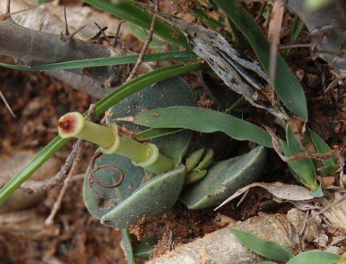 Crassula decidua