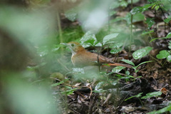 Illadopsis turdina