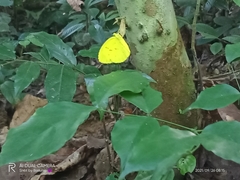 Eurema andersoni