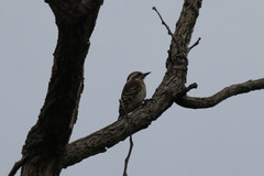 Chloropicus obsoletus