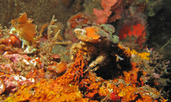 Cyclocoeloma tuberculatum