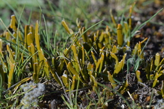 Carmichaelia corrugata