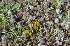 Carmichaelia corrugata