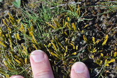 Carmichaelia corrugata