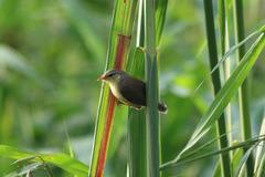 Prinia subflava