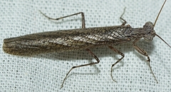 Perlamantis alliberti