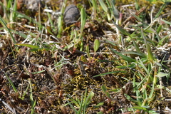 Orocrambus corruptus