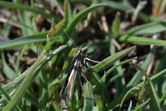 Orocrambus corruptus