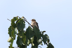 Crithagra canicapilla