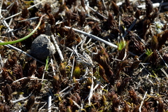 Orocrambus corruptus