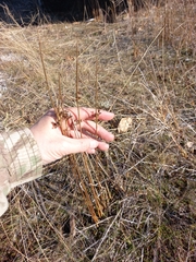 Juncus haenkei