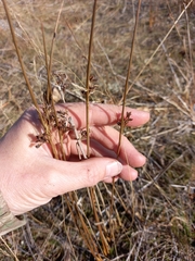 Juncus haenkei