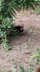 Gallinula chloropus