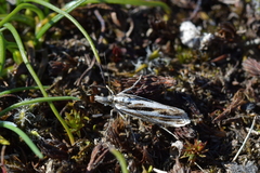 Orocrambus corruptus