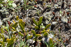 Carmichaelia corrugata