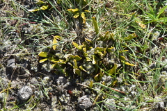 Carmichaelia corrugata