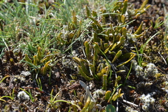 Carmichaelia corrugata