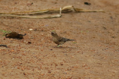 Crithagra canicapilla