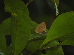 Arhopala pseudomuta