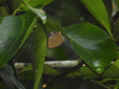 Arhopala pseudomuta