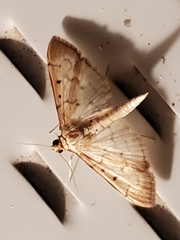 Herpetogramma fluctuosalis