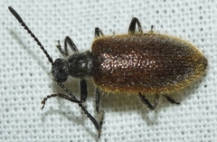 Lagria grenieri