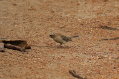 Crithagra canicapilla