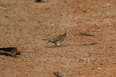 Crithagra canicapilla