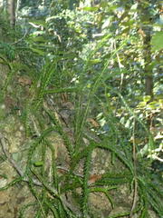 Phlegmariurus gnidioides