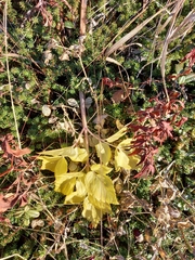 Angelica gmelinii