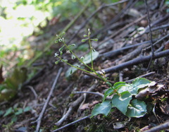 Circaea × intermedia