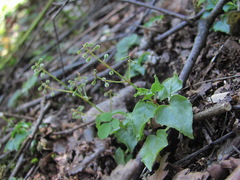 Circaea × intermedia