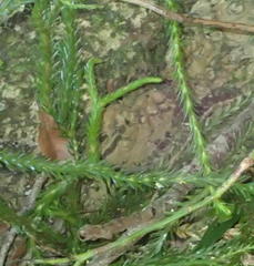 Phlegmariurus gnidioides