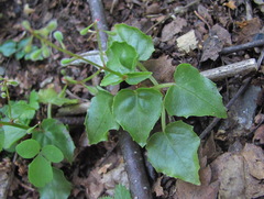 Circaea × intermedia