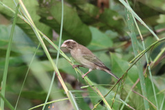 Crithagra canicapilla