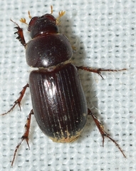 Anomius annamariae